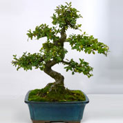 Bonsai Ulmeiro da China 08 anos
